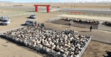 同德縣 多措并舉打造有機農畜產品輸出地，推進畜牧業高質量可持續發展